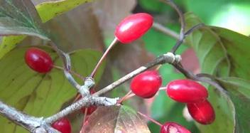 茱萸的近亲（与茱萸长相相似的植物及其特点）