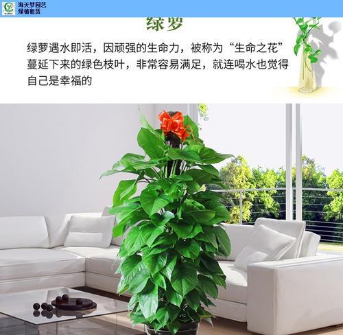 公司门口适合放什么植物（打造绿色环保办公场所）