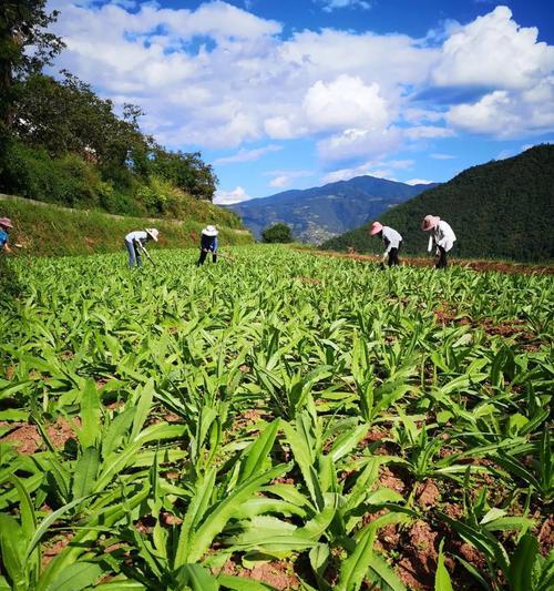 贡菜的外观特征及鉴别方法（掌握贡菜的正确外观特征）