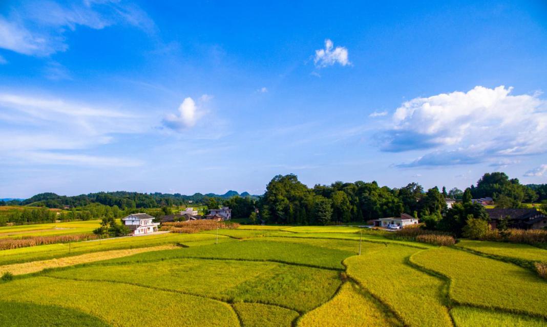 贡米的产地分布及质量比较（发掘各地贡米的风味特色）