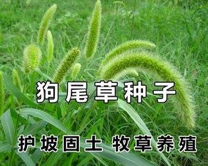 狗吃草必知（掌握这些草品种）