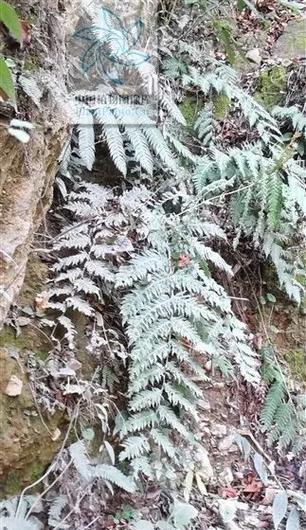 狗脊，中国国家保护植物（了解中国珍稀濒危的狗脊植物）