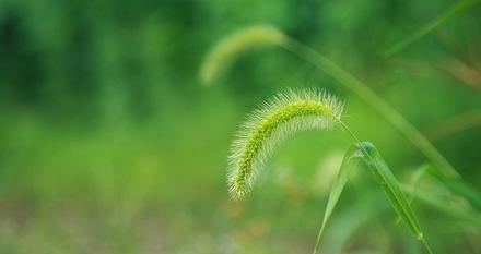 狗尾巴草的象征意义和寓意（解读狗尾巴草的文化内涵）