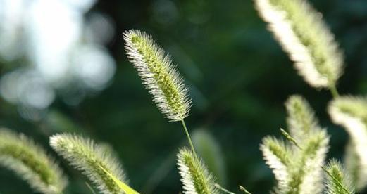 狗尾巴草的风水作用及种植技巧（种在家里）