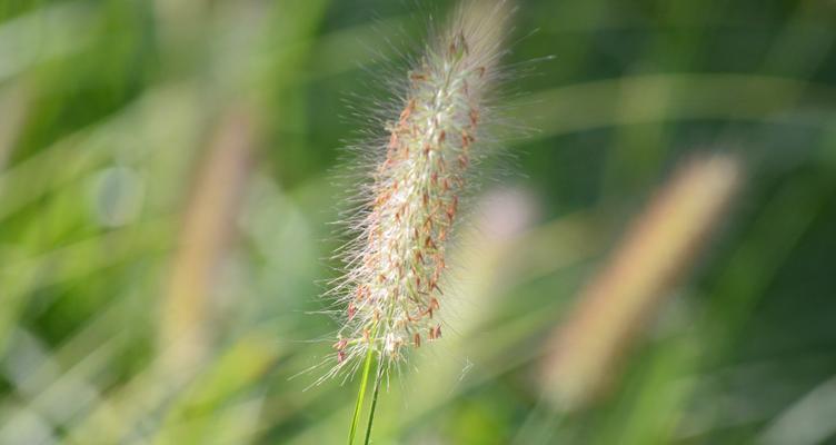 狗尾巴草开花全解析（探秘狗尾巴草的开花奥秘）