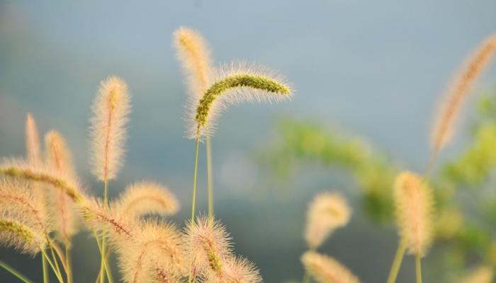 狗尾巴草开花全过程（探寻狗尾巴草花朵的魅力）