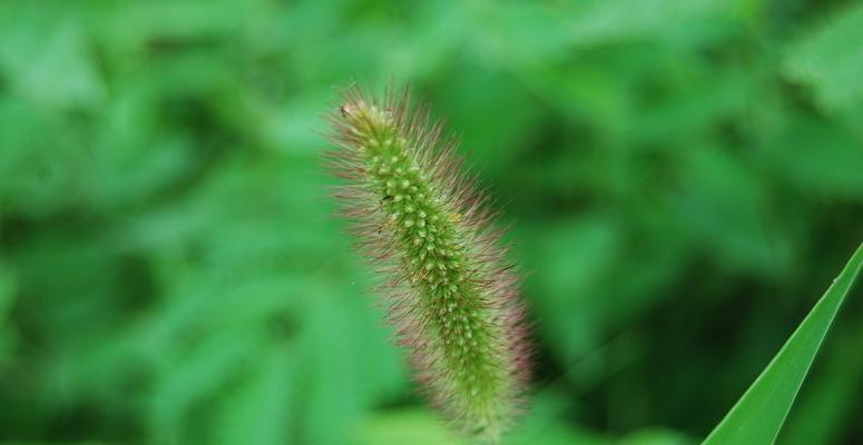 狗尾巴草是草本植物吗（探究狗尾巴草的植物分类及特征）