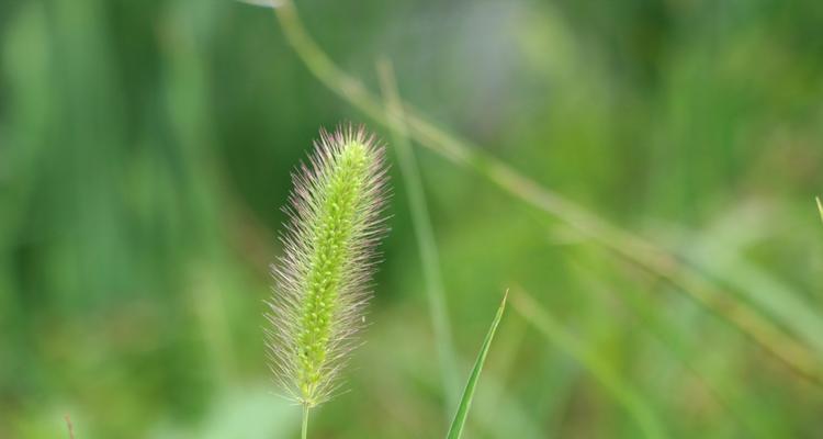 狗尾巴草，一种美丽的野生花卉（草本植物的美丽之选）