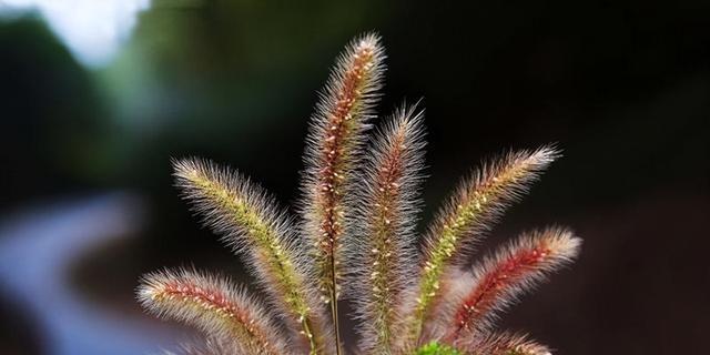 狗尾巴草不是木本植物，它是一种多年生草本植物（了解狗尾巴草的生长习性和特点）