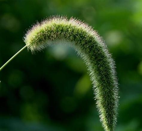 狗尾巴草不是木本植物，它是一种多年生草本植物（了解狗尾巴草的生长习性和特点）