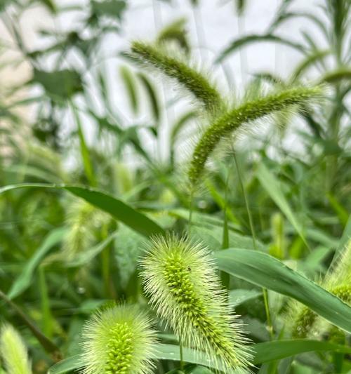 狗尾巴草（了解狗尾巴草的生态特征）