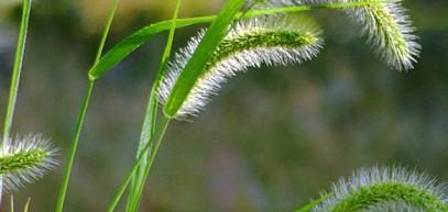 狗尾巴草（了解狗尾巴草的生态特征）