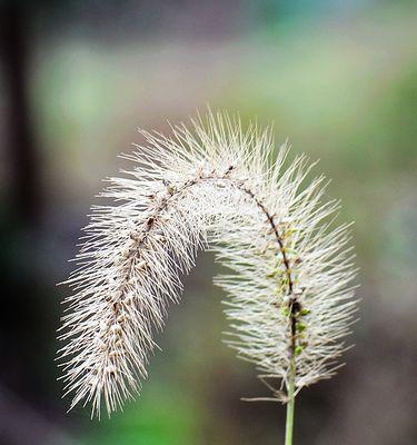 狗尾巴草（了解狗尾巴草的生态特征）