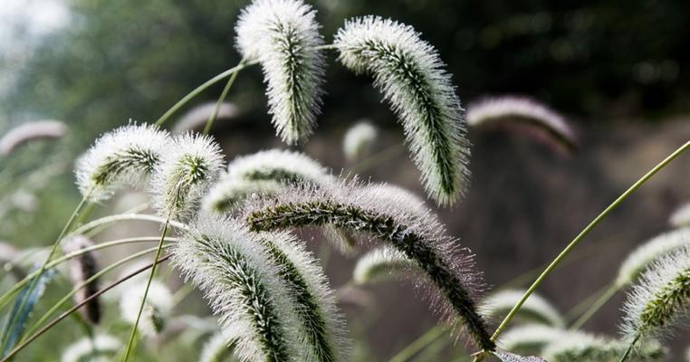 狗尾巴花，一种寓意丰富的植物（探究狗尾巴花代表的不同含义）