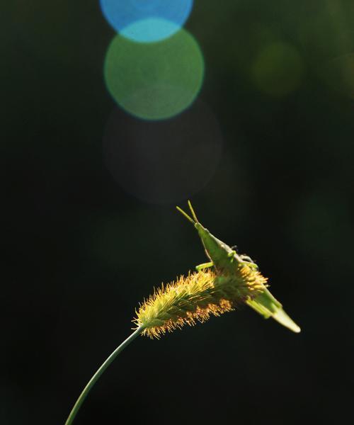 解读狗尾巴花的花语（寓意深远）