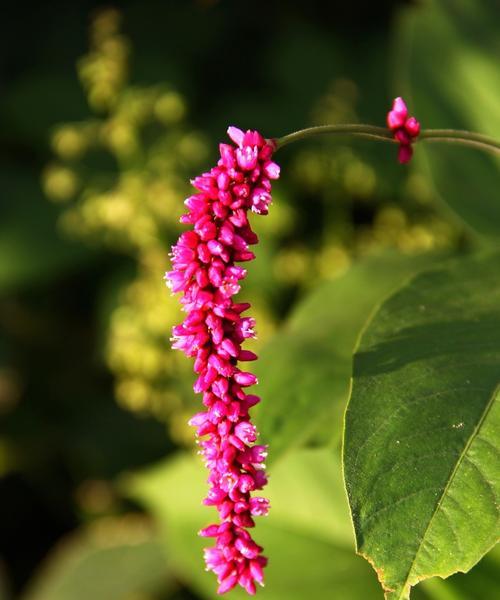 狗尾草花语与爱情含义（爱情长存的秘密——狗尾草的花语）