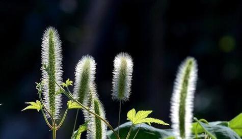 揭秘狗尾草的真面目——不再被低等植物定义（低等植物的定义误导了你的眼界）