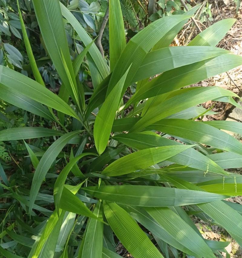 狗尾草的根系结构与功能（探究狗尾草根系的形态特征和生理作用）