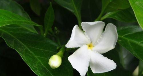 狗牙花开花规律解析（一年开几次花）