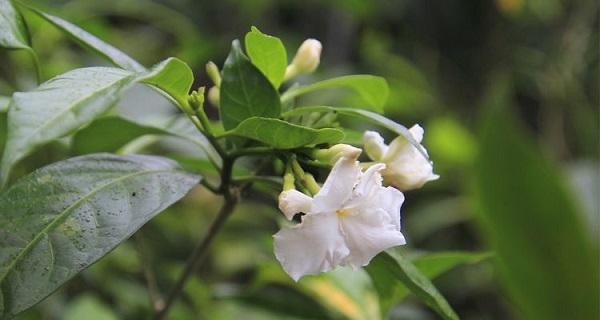 狗牙花开花规律解析（一年开几次花）