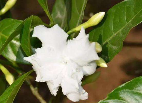 狗牙花有毒吗（了解狗牙花的毒性）