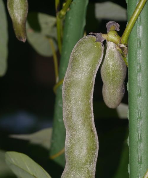 狗爪豆的种植与季节（掌握狗爪豆种植技巧）