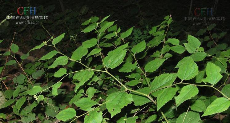 瓜叶菊是喜阳还是喜阴（探究瓜叶菊的生态需求）