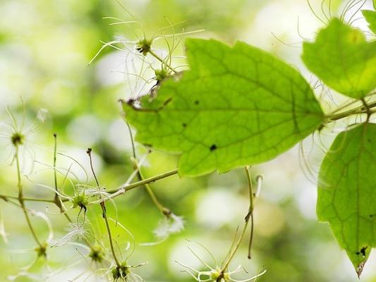 瓜子是被子植物吗（解读瓜子的植物学特征）