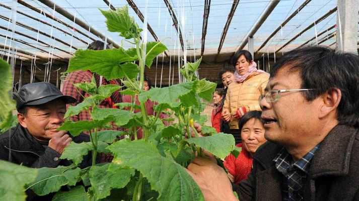 探讨寡糖素在植物生长中的作用（寡糖素）