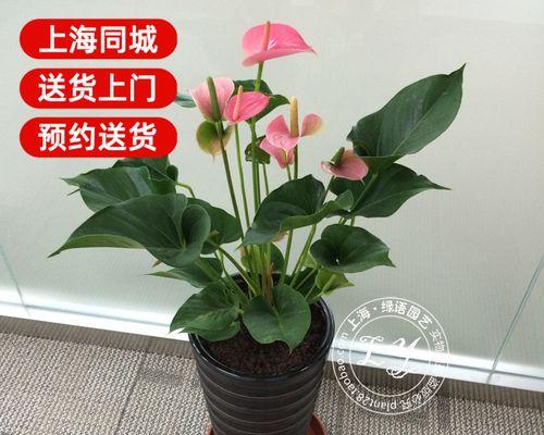 探秘观花植物的美妙世界（从形态到品种）