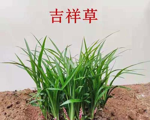 观音草——众多名称中的一种