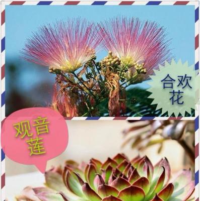 观音莲，莲中仙子的花语与寓意（探寻观音莲的精神内涵和美丽之秘）