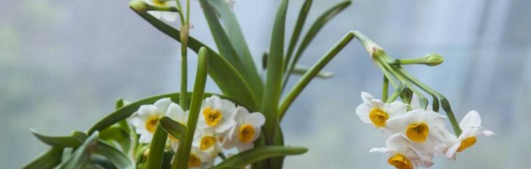 水仙花花语是什么意思？如何正确解读水仙花的象征意义？