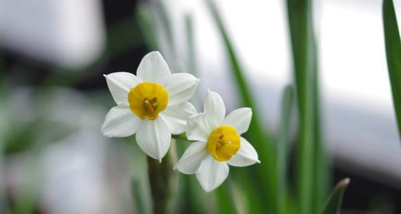 水仙花语是什么意思？如何解读水仙的花语含义？