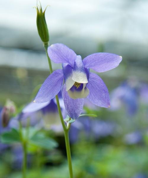 索玛花的花语是什么？如何正确解读索玛花的含义？