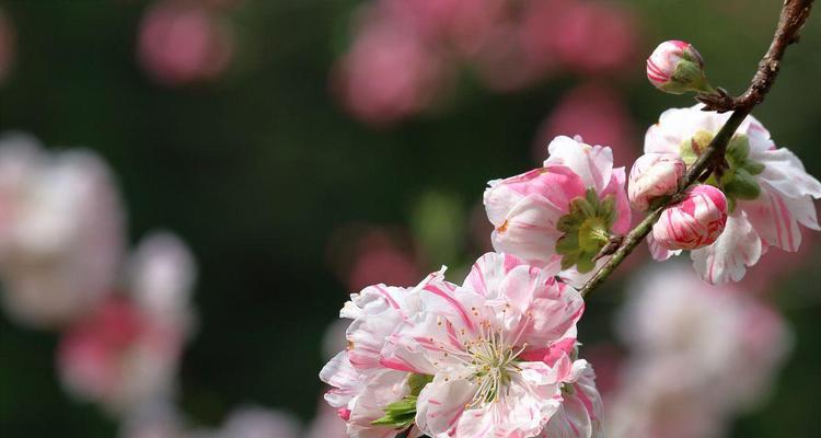 桃花代表什么？桃花的花语和象征意义有哪些？