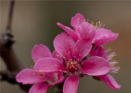 桃花花语是什么？如何解读桃花的浪漫含义？