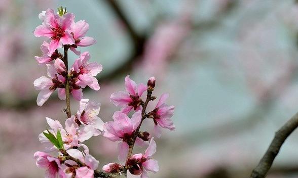 桃花花语是什么？如何解读桃花的浪漫含义？