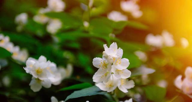 荼蘼花的寓意象征是什么？如何解读荼蘼花的花语？