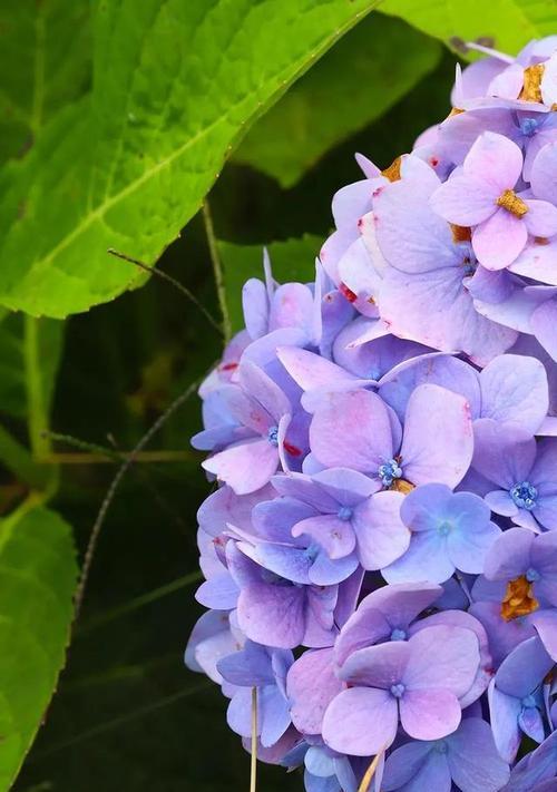 绣球花花语是什么意思？绣球花的寓意有哪些常见问题解答？