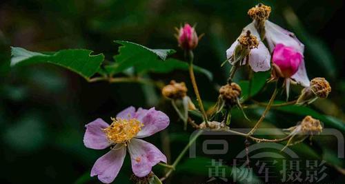 野蔷薇象征着什么？它的花语和文化意义是什么？