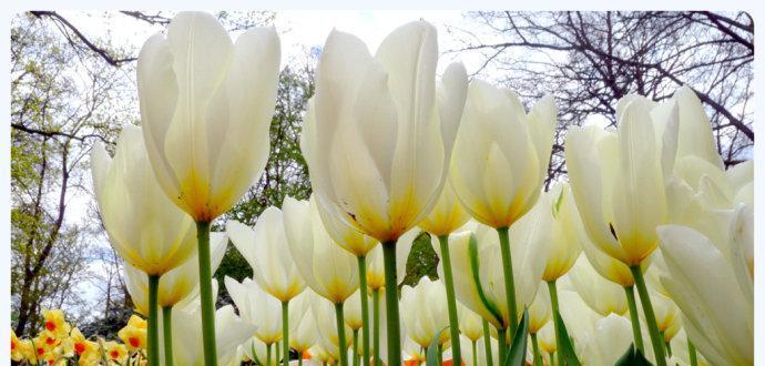 野生郁金香花语代表贞操吗？如何正确理解其含义？