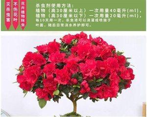 依米花的花语是什么？如何表达爱与希望？