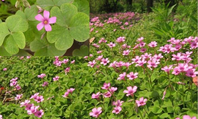 樱花草的花语是什么？了解樱花草的象征意义和用途？