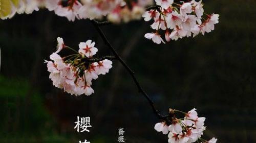 樱花花语的含义是什么？如何理解樱花的象征意义？