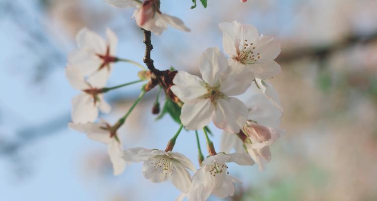 樱花花语是什么？樱花的象征意义有哪些？