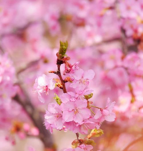 樱花花语是什么？樱花的象征意义有哪些？