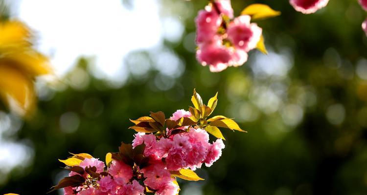 樱花的花语象征着什么？樱花寓意有哪些常见问题解答？