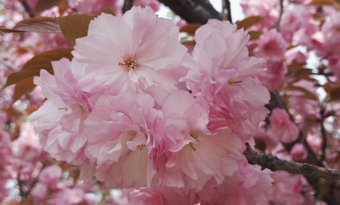 樱花花语是什么意思？樱花的象征意义有哪些？