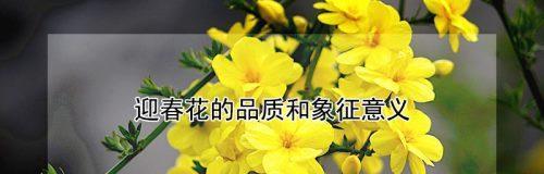 迎春花象征着什么？它的寓意有哪些？